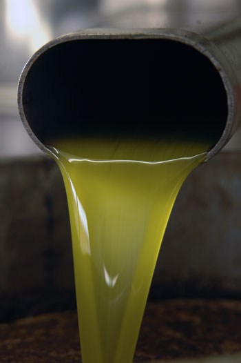 Production huile d'olive